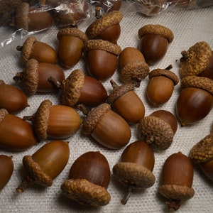 Natural Utah Acorns with Glued Caps Crafting Acorns