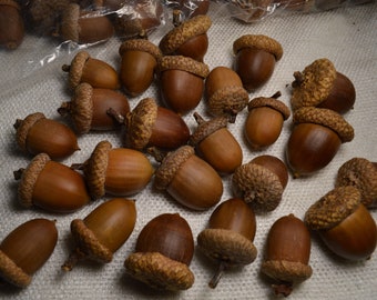 Natural Utah Acorns with Glued Caps Crafting Acorns