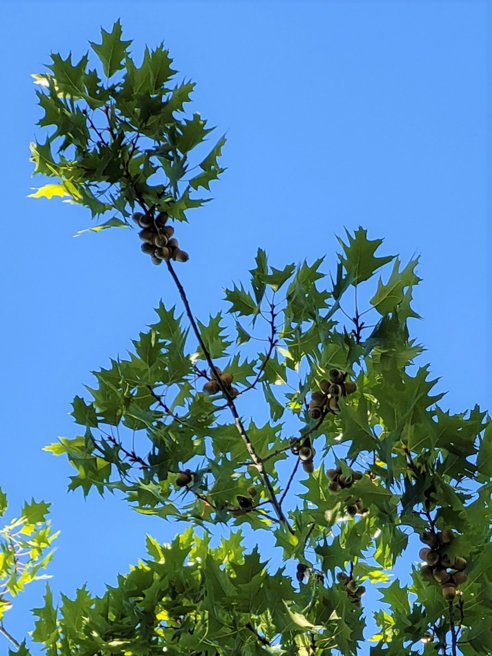 Red Oak Acorns Germinated Delivery Spring 2026: Utah Sprouted Acorns ...