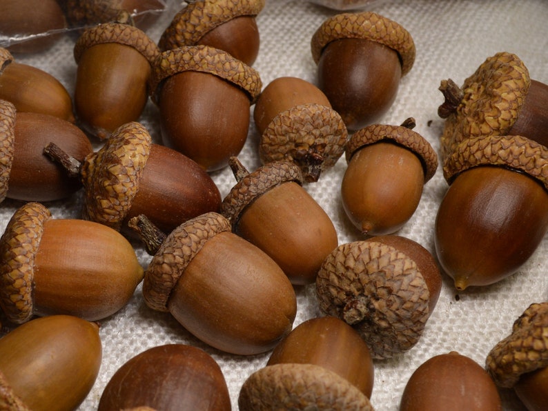 Natural Utah Acorns with Glued Caps Crafting Acorns image 3