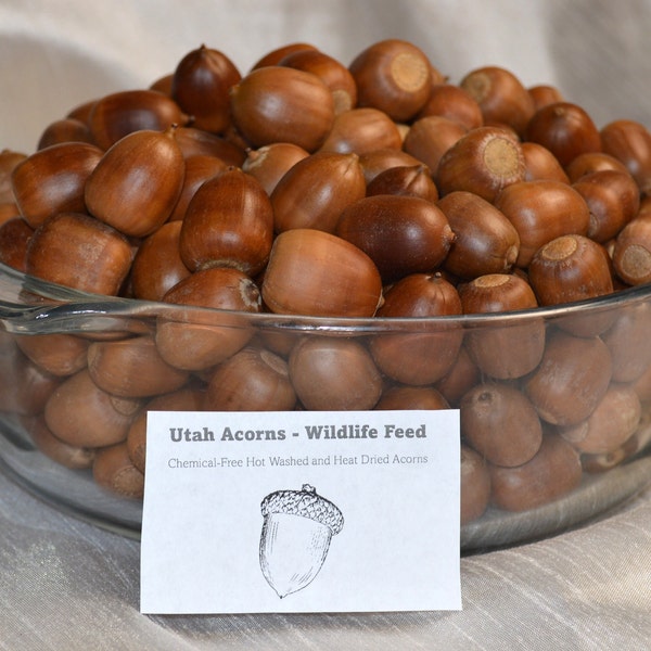 Acorn Wildlife Feed Chemical-Free Hot Washed & Heat Dried Utah Red Oak Acorns. For Birds, Squirrel, Deer, Chipmunk, Turkey, Ducks, Rabbit +