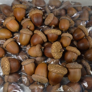 Natural Utah Acorns with Glued Caps Crafting Acorns image 2