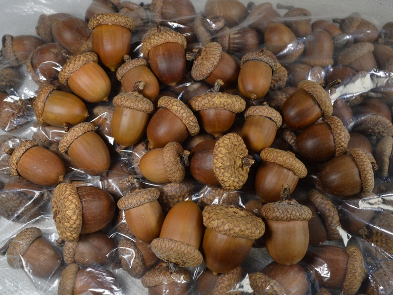 Natural Utah Acorns with Glued Caps Crafting Acorns image 2