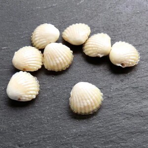 Glazen coquillekraal, handgemaakte murano geperste mossel strand spacer, crème zandkleurig 1 st