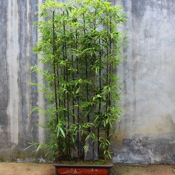 50+Black Bamboo seeds Bamboo Bonsai Garden Home Decoration