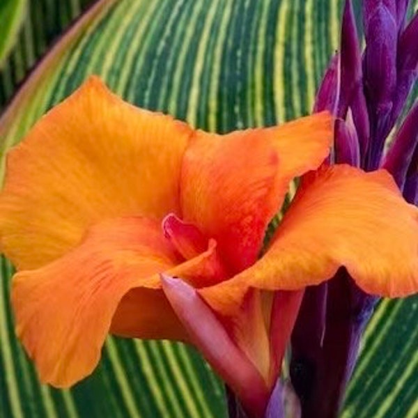 Pretoria Canna Lily Bulb