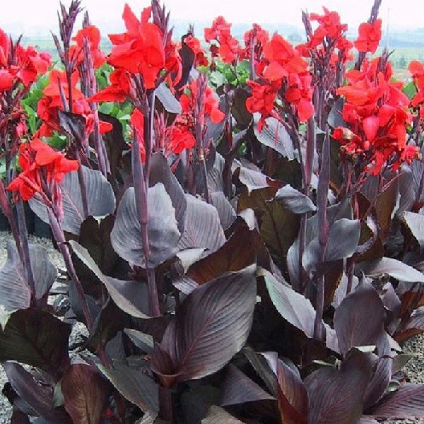 Australia Canna Lily Bulb