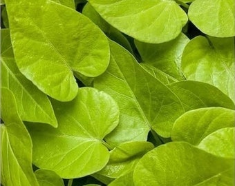 Ipomoea ‘Marguerita’ Sweet Potato Vine (Ships in June)