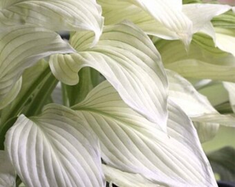 Hosta White Feathers Bulb