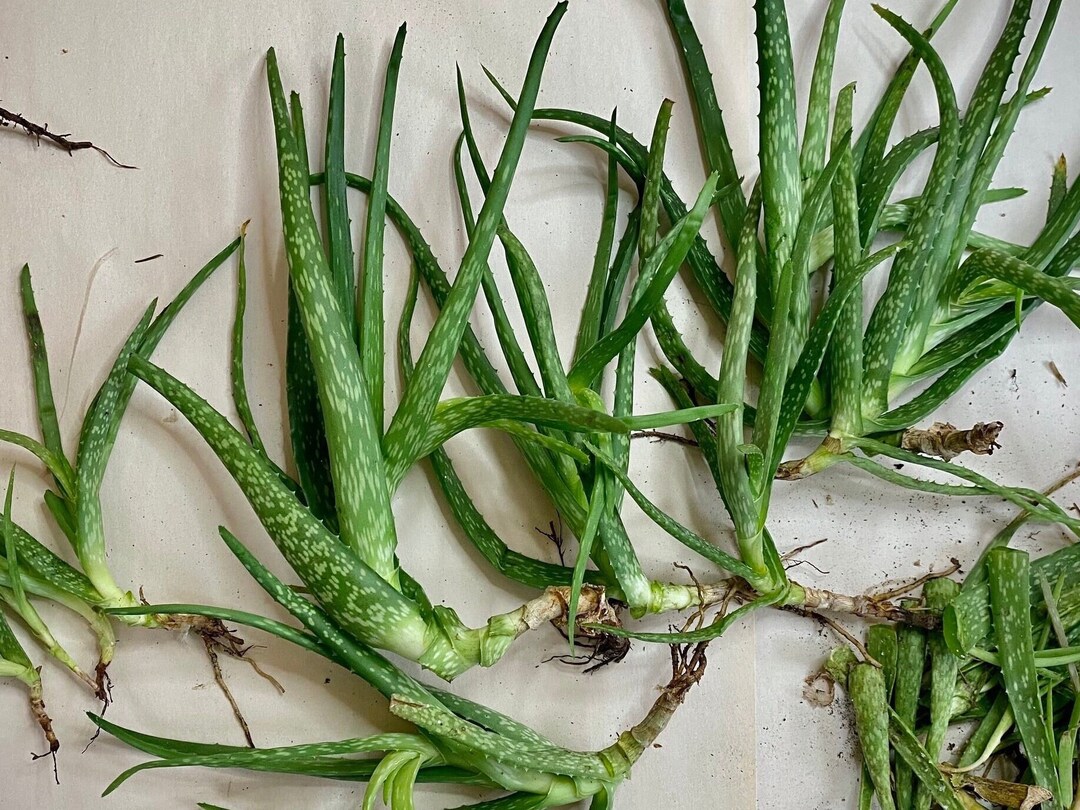 Aloe Vera Plant Pups 3 Etsy