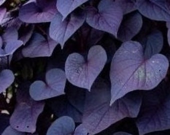 Ipomoea Black Heart Potato Vine (Ships in May)