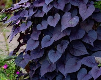 Black Heart Potato Vine