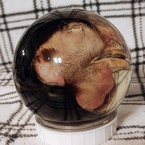 Wet Specimens Chicken