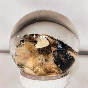 Chick Globe
