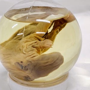 Wet Specimen BB