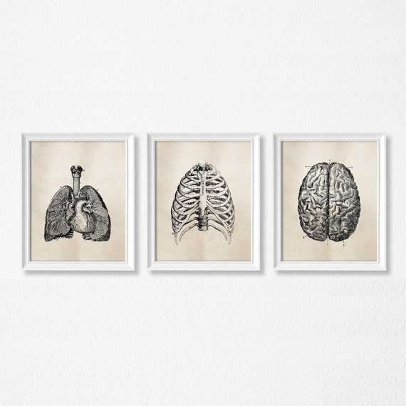 Human Anatomy Wall Art Set of three PRINTABLE Art | Etsy