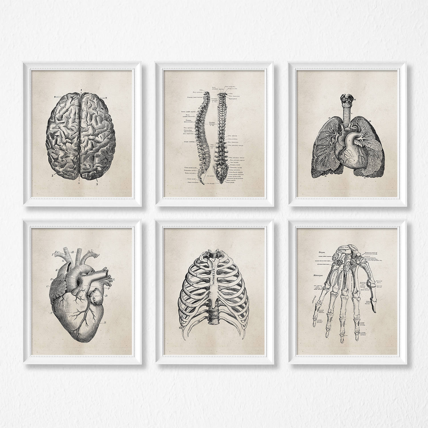 Human Anatomy Science PRINTABLE Wall Art Set Of Six Etsy