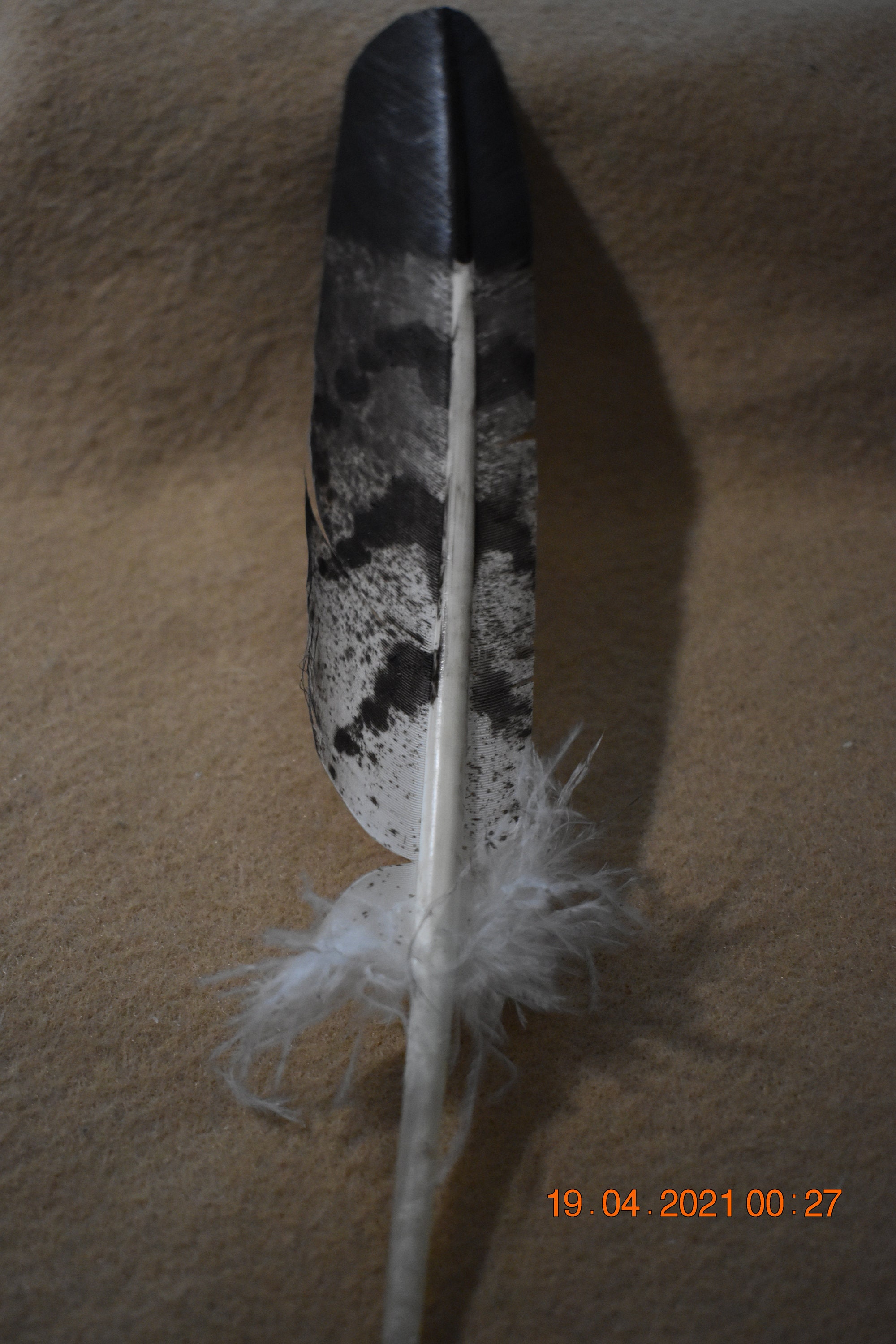 Hawk Feathers for sale Only 3 left at 75