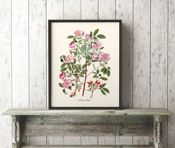 Prairie Rose Botanical Print Home Decor Pink Rose Botanical | Etsy