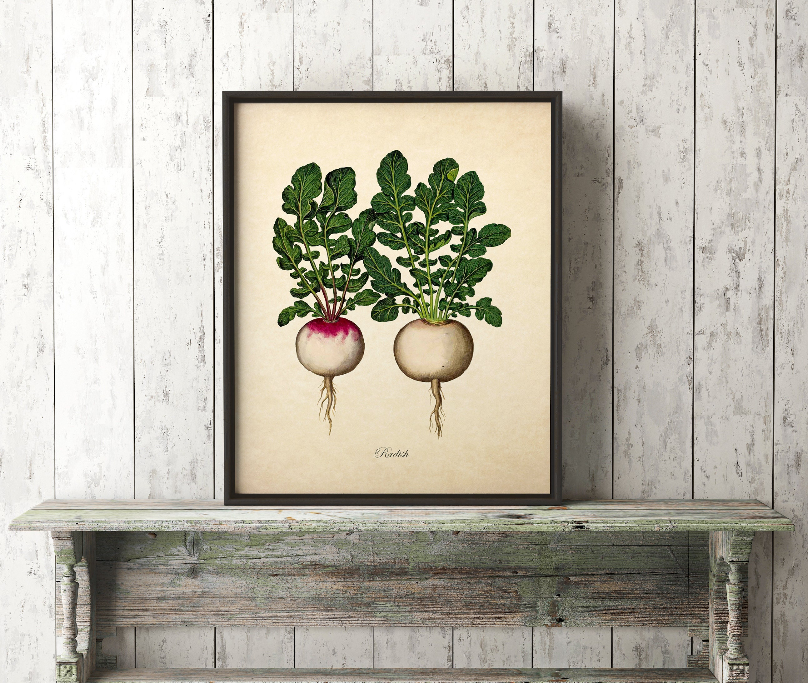 Vintage Botanical Wall Art Print Radish Print Home Decor Etsy