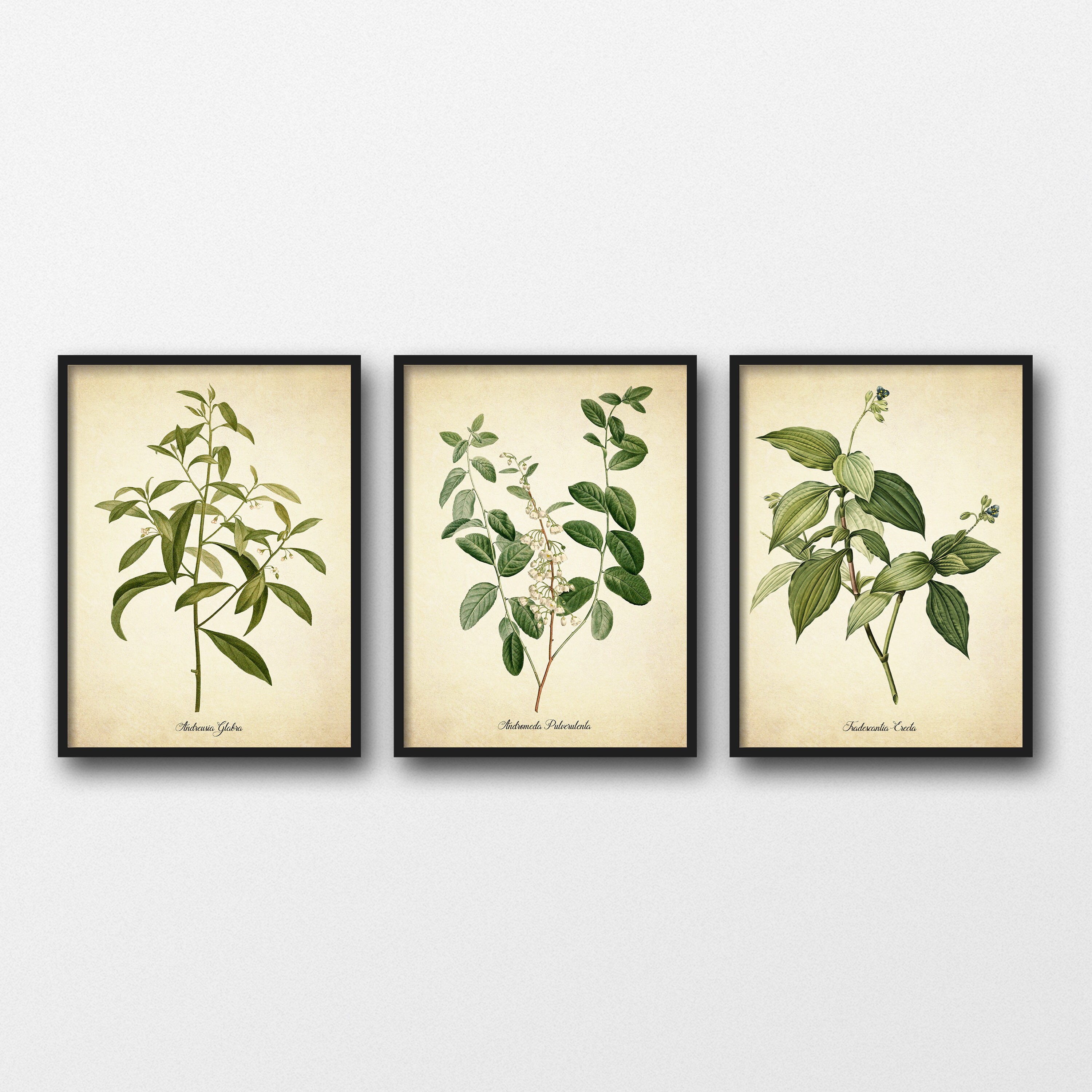 Botanical Print Set of 3 Plant Prints Botanical Prints Etsy