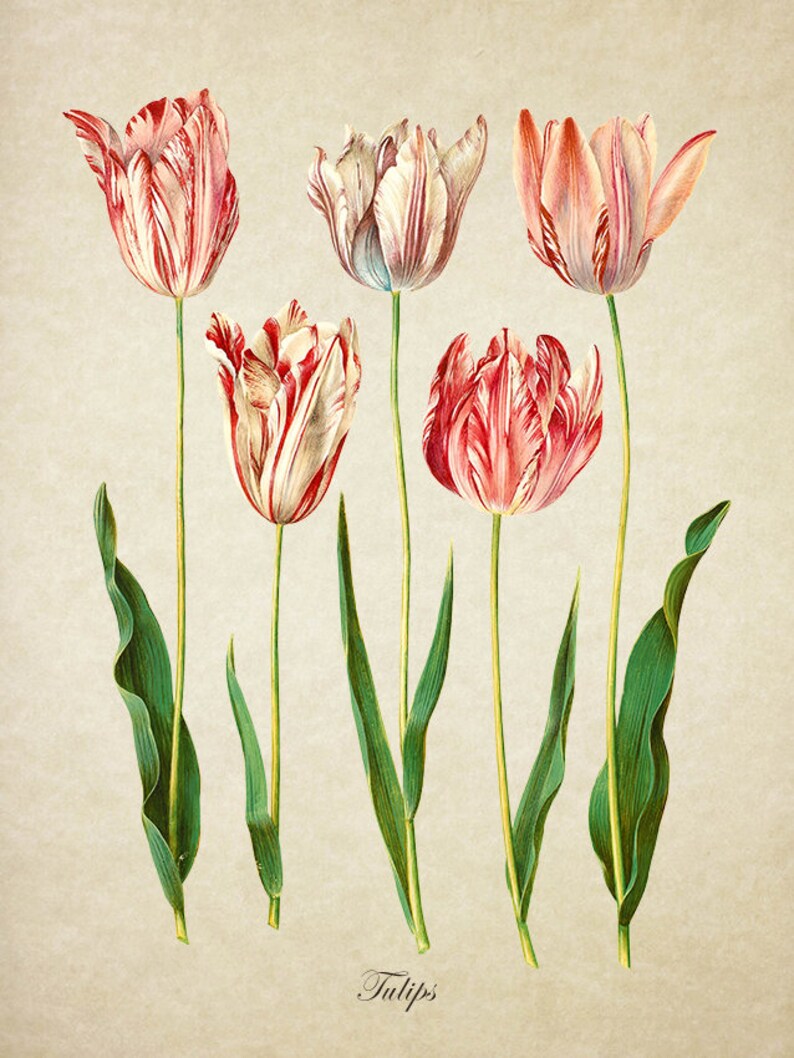 Tulip Botanical Print Tulip Print Red and White Tulip Etsy