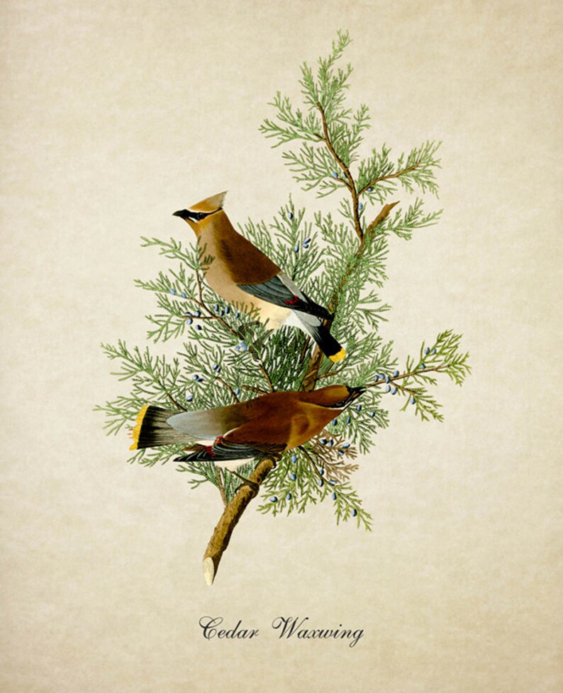 Botanical Bird Print Cedar Waxwing Vintage Natural History | Etsy