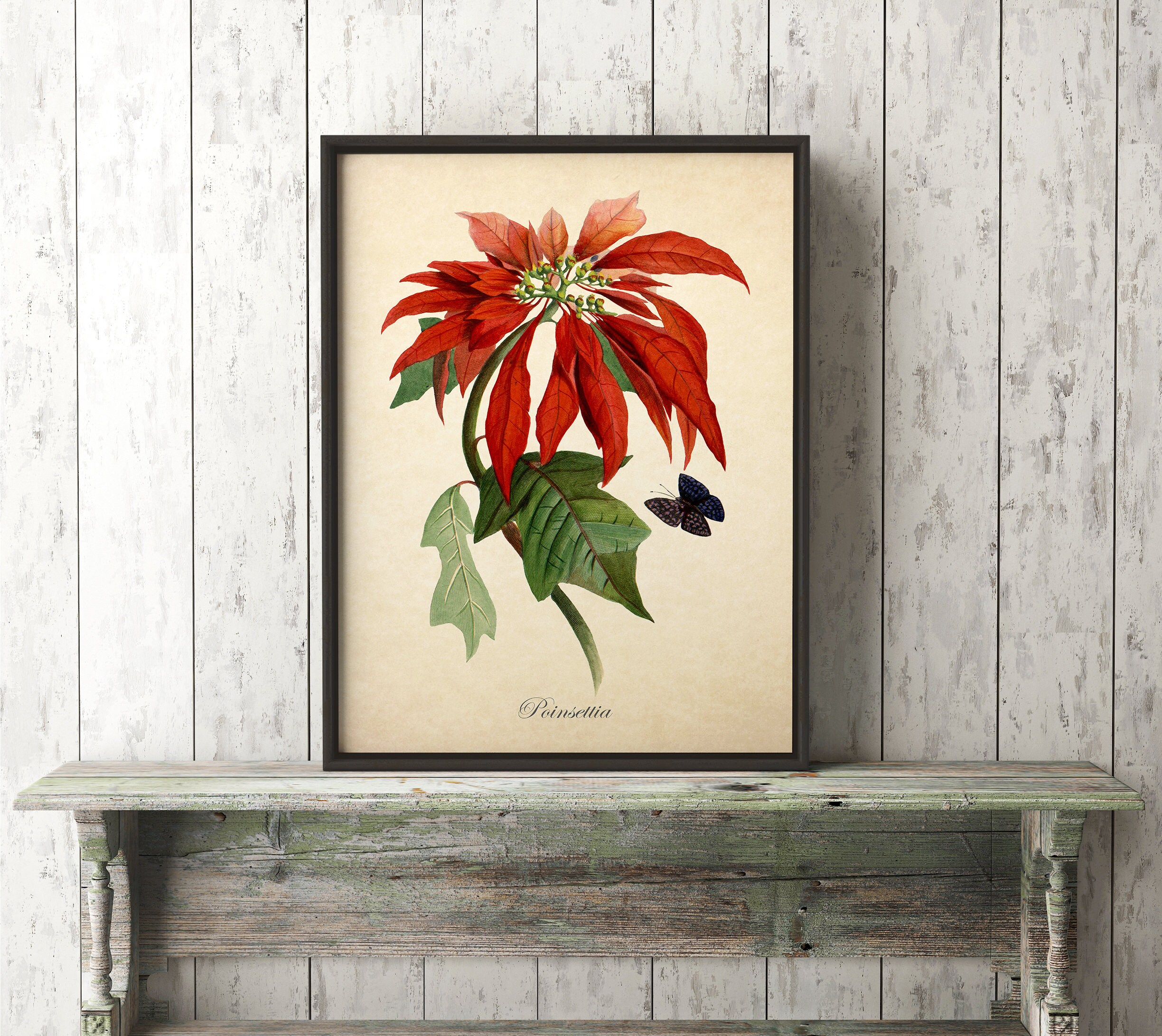 Poinsettia Botanical Print Poinsettia Art Print Christmas | Etsy