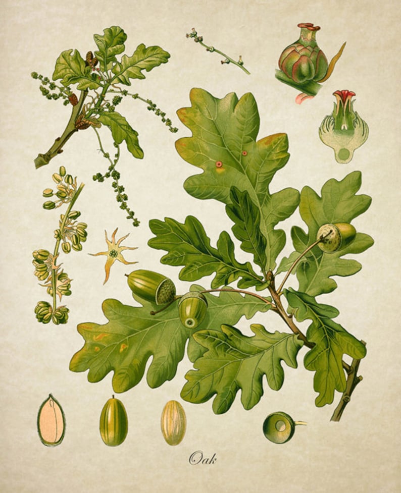 Oak Botanical Print Oak Print Oak Tree Botanical Print Oak Etsy