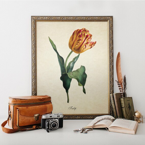 Antique Botanical Print Tulip Print Red and Yellow Tulip
