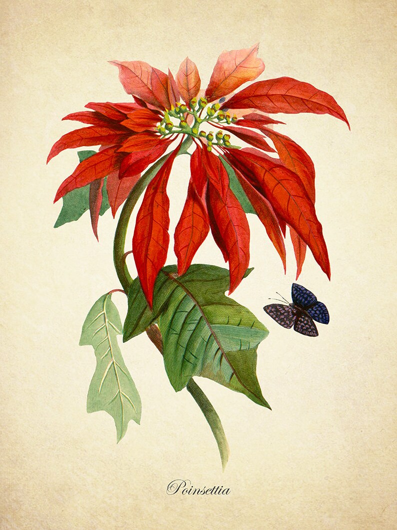 Poinsettia Botanical Print Poinsettia Art Print Christmas  Etsy