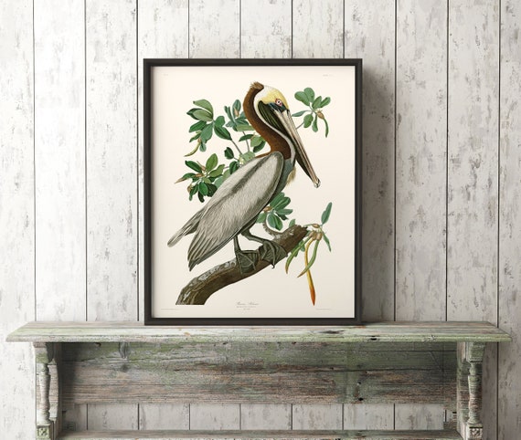Brown Pelican Audubon Bird Canvas or Paper Vintage Poster Repro FREE SHIPPING