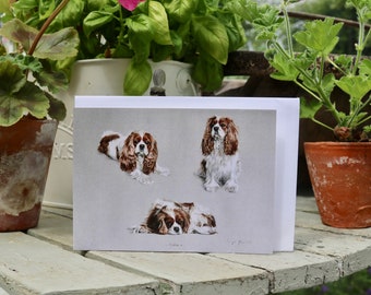 Clara - A6 Blank greetings cards of a spaniel drawn by Imogen Man