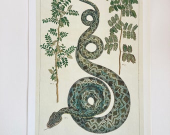Framed Snake Art Etsy
