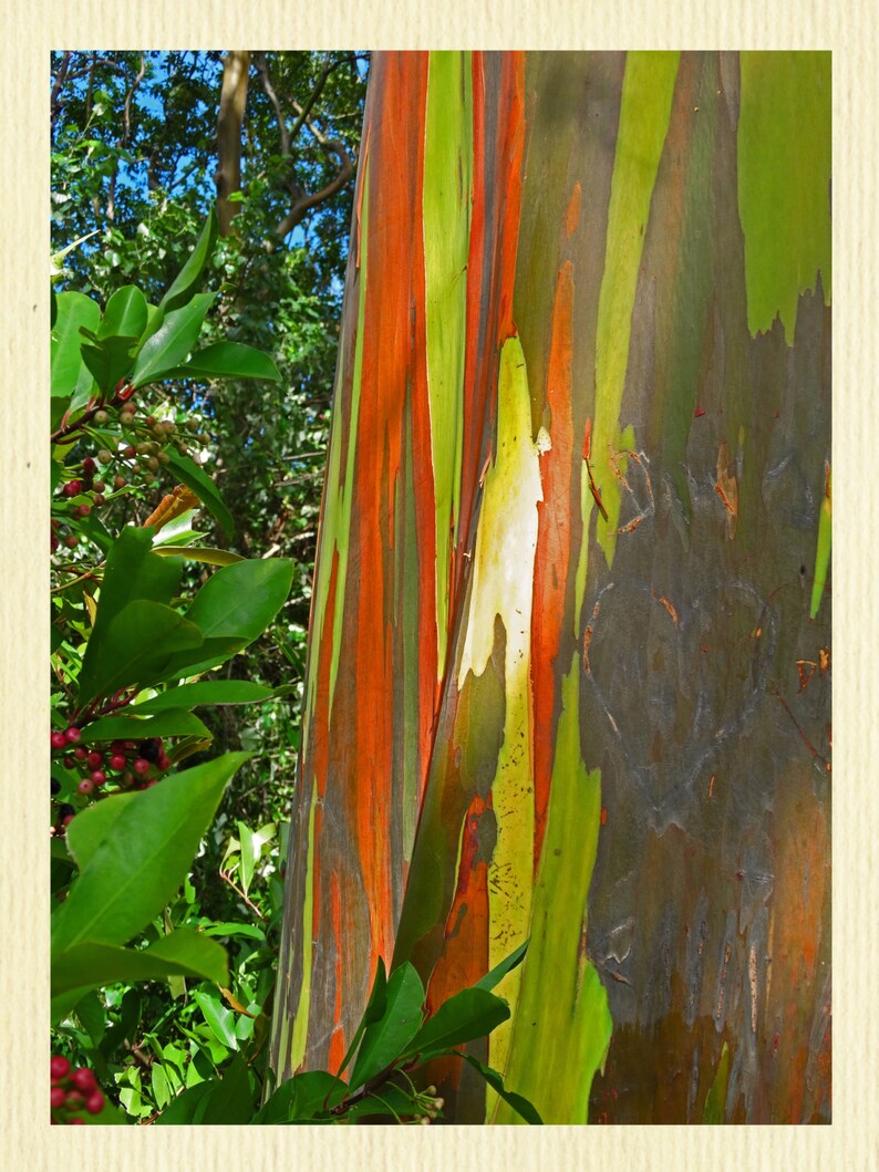 Rainbow Eucalyptus Tree 2 Maui Nature Photography Painted Etsy