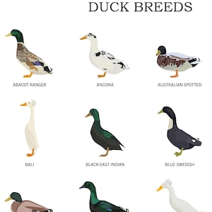 Grafiek van kunstposter met eendenrassen | Eendenliefhebber | Watervogelkunst | Eend kunstafdruk | Eend cadeau