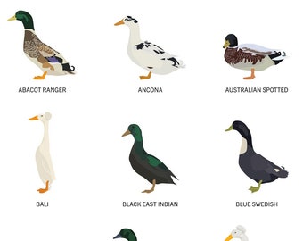 Chart of Duck Breeds Art Poster | Duck lover | Waterfowl Art | Duck Art Print | Duck Gift