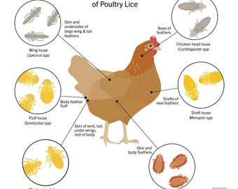 Infographie sur les poux de la volaille - Tableau de santé du poulet (téléchargement numérique, 5 x 5 po. JPG)