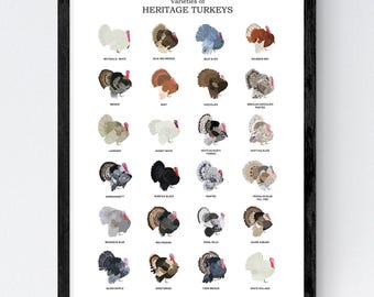 Tableau des variétés de dindon du patrimoine | Affiche d'art de cuisine de ferme