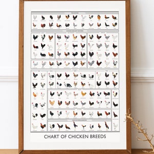 Impression d'art de races de poulet - races de poulet, cadeau d'amant de poulet, art de coq, décor de poulailler, cadeau d'amant de coq, cadeau de fille de ferme, poulets