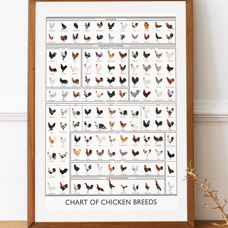 Chicken Golden Shadow - Etsy Canada