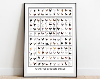 Chicken Rooster Breeds Art Poster – Illustrated Chart, Farmhouse Decor