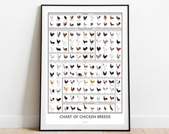 Chicken Breeds Chart Art Print - Chicken breeds | Chicken lover gift | Roosters | Chicken art | Coop decor | Farmhouse | Farmgirl gift