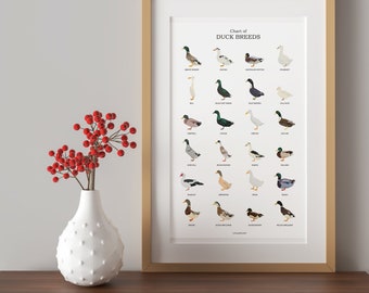 d'art de races de canard | Impression de carte de sauvagine