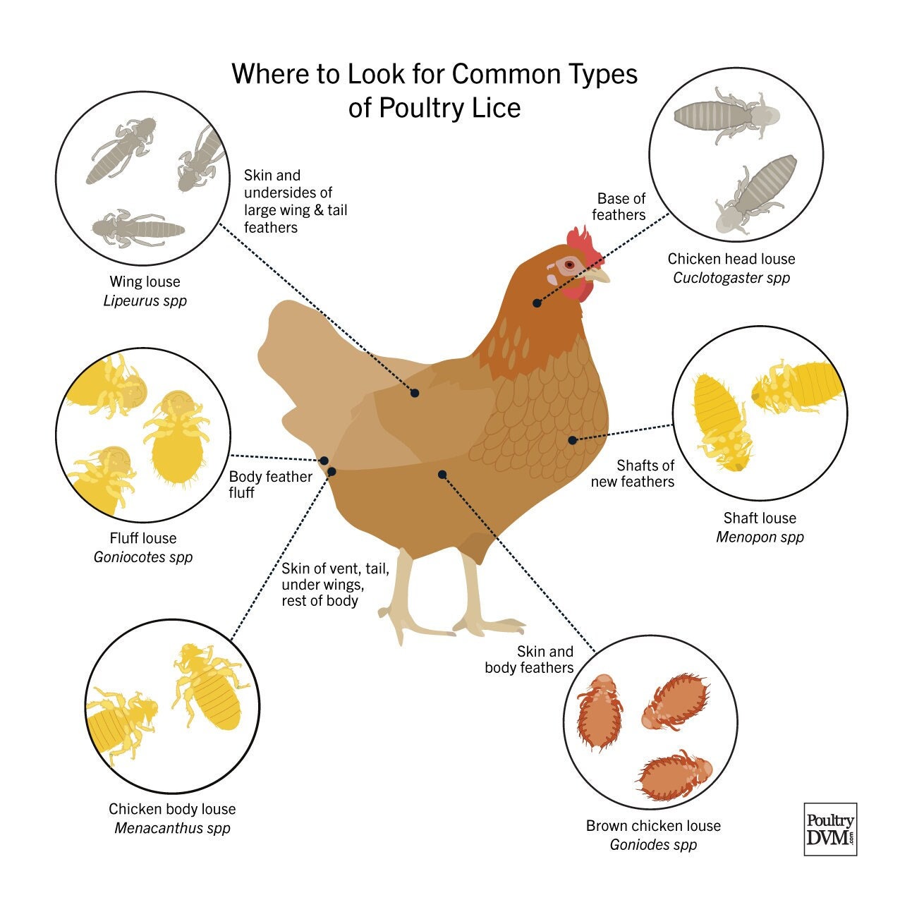 Poultry Lice Infographic – Chicken Health Chart (digital Download, 5x5 ...