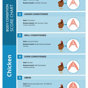 Chicken Body Condition Score Chart - Chickens 101 - Caring for chickens - Poultry vet gift - Veterinary chart