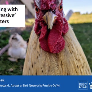 Puede incluir: Primer plano de un gallo con cresta y barbillas rojas, mirando directamente a la cámara. El gallo está en un campo de hierba con una gallina blanca borrosa en el fondo. El texto "Dealing with 'Aggressive' Roosters" está en un cuadro blanco en la parte superior de la imagen. El texto "PRESENTED BY: Kelly Rutkowski, Adopt a Bird Network/PoultryDVM" está en la parte inferior de la imagen. Los logotipos de "Poultry DVM" y "Adopt a Bird Network" también están en la parte inferior de la imagen.