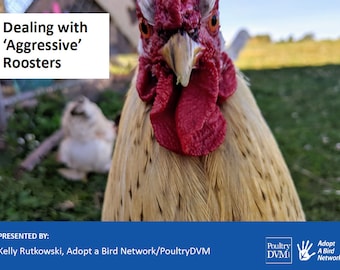 Webinaire sur la gestion agressive des coqs - Guide de comportement des poulets de volaille (PDF)