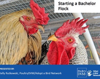 Webinaire sur le troupeau de coqs de licence - Éducation sur les poulets de volaille