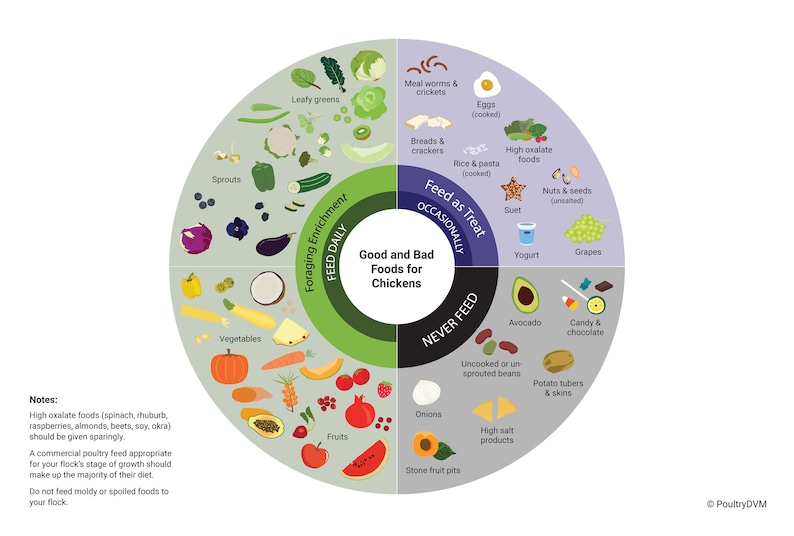 Good and Bad Foods for Chickens Downloadable Chart - Etsy